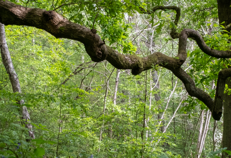 ruislip woods