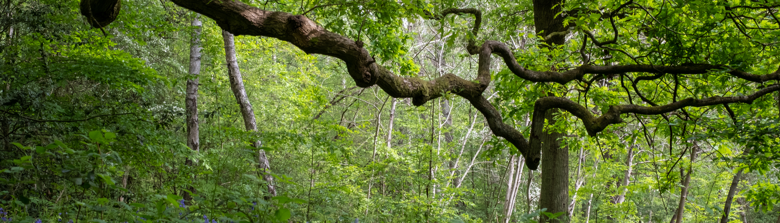 ruislip woods